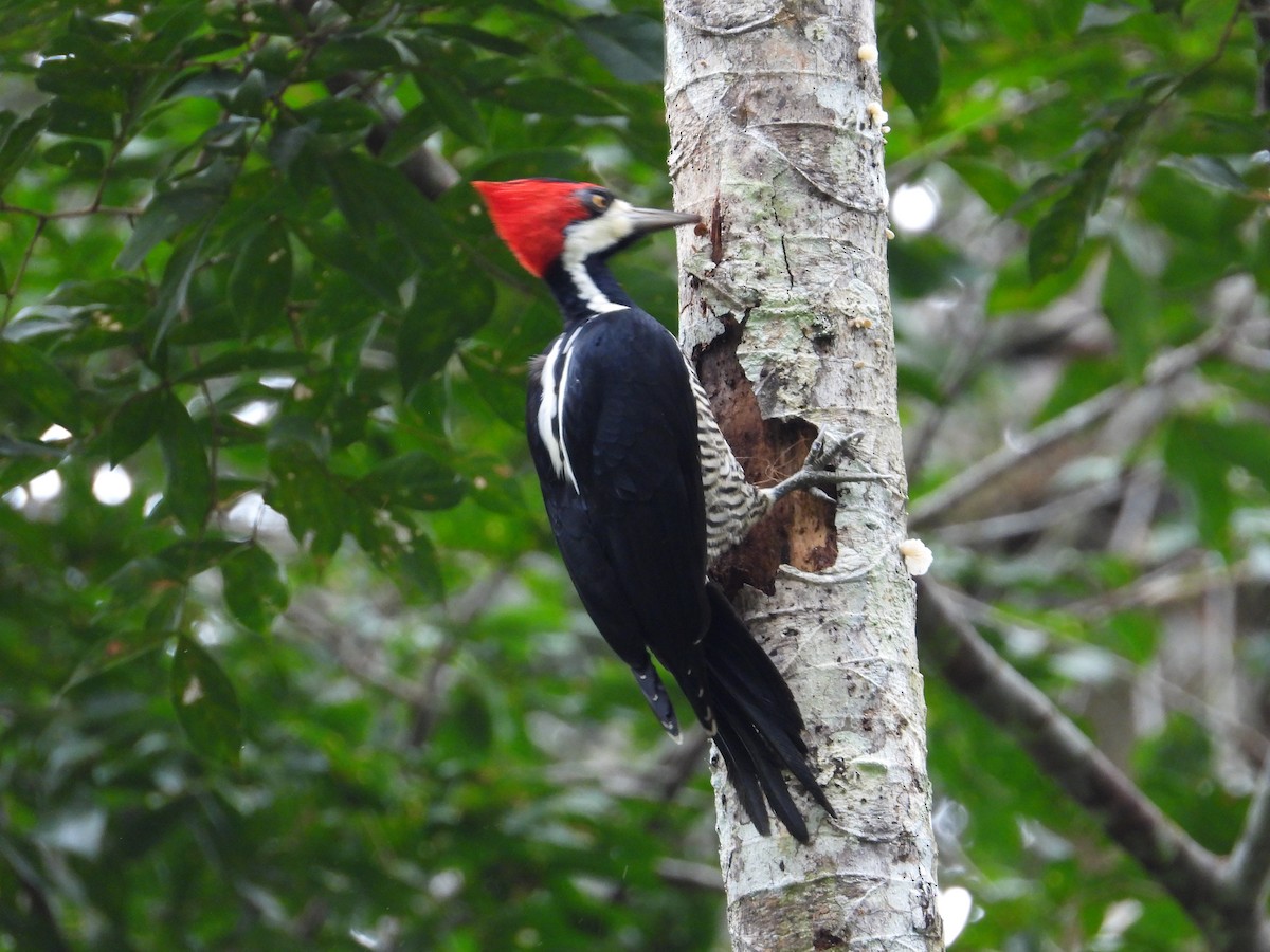 Crimson-crested Woodpecker - Francisco Sornoza