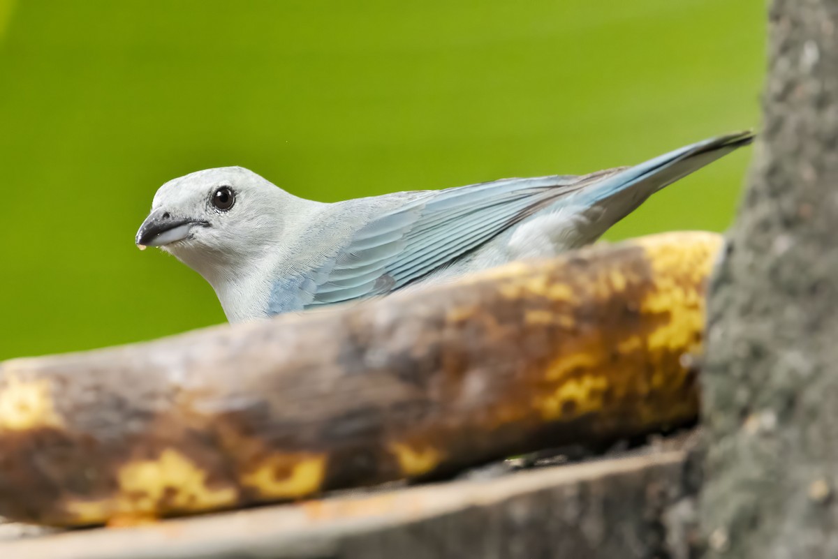 Blue-gray Tanager - ML618383766