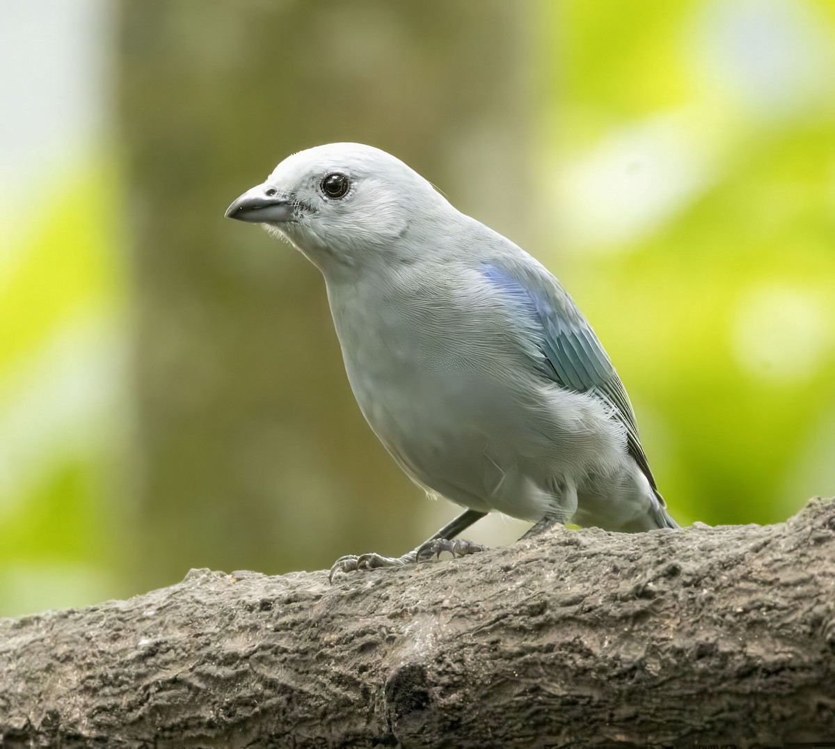 Blue-gray Tanager - ML618383767