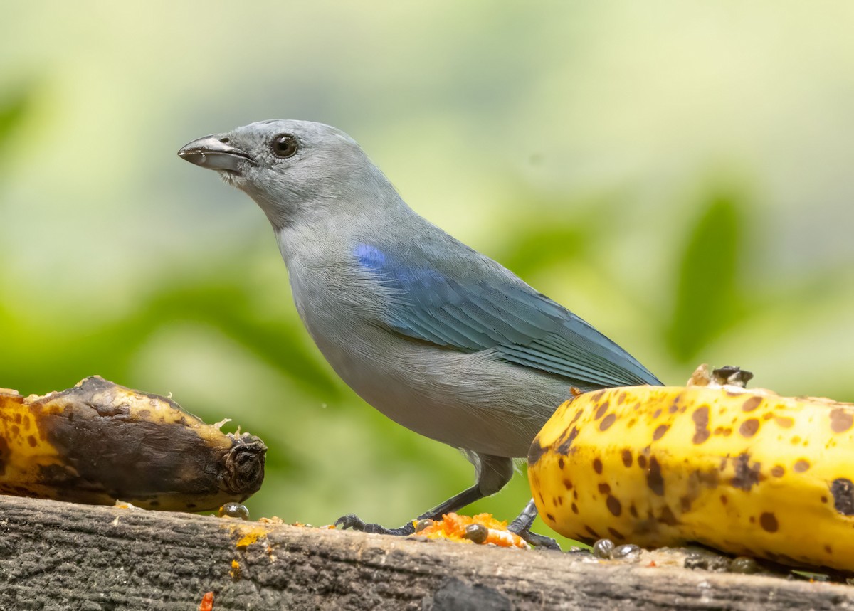 Blue-gray Tanager - ML618383768