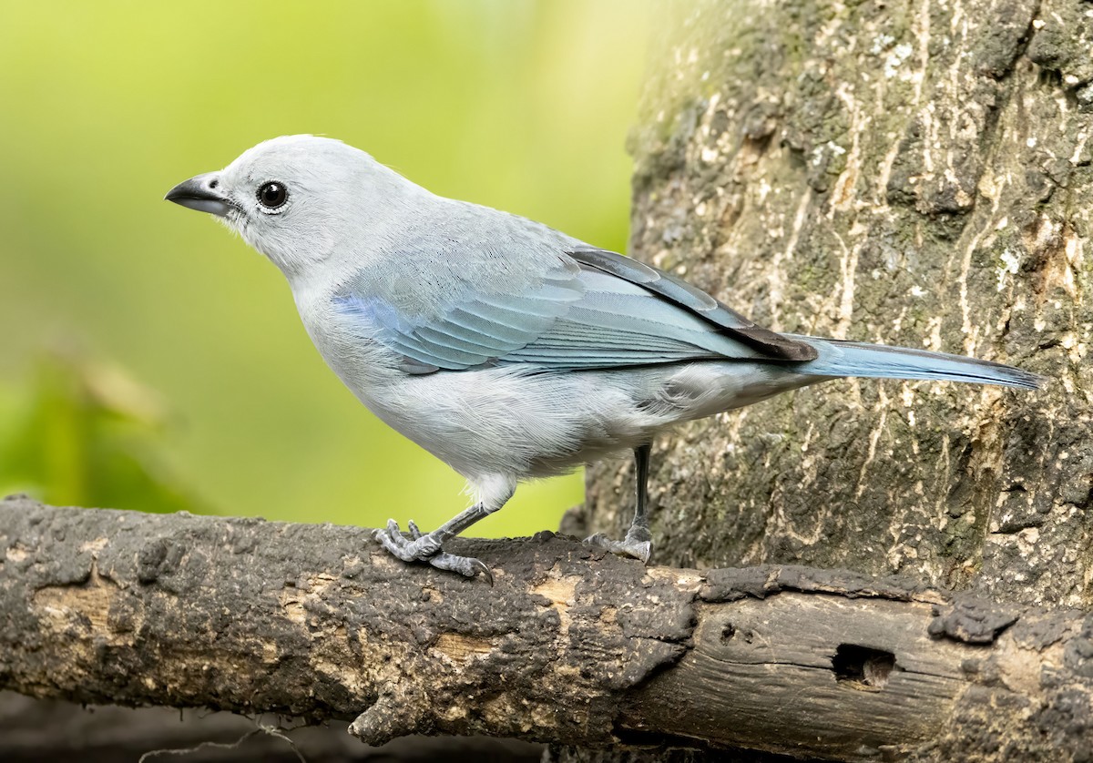 Blue-gray Tanager - ML618383769