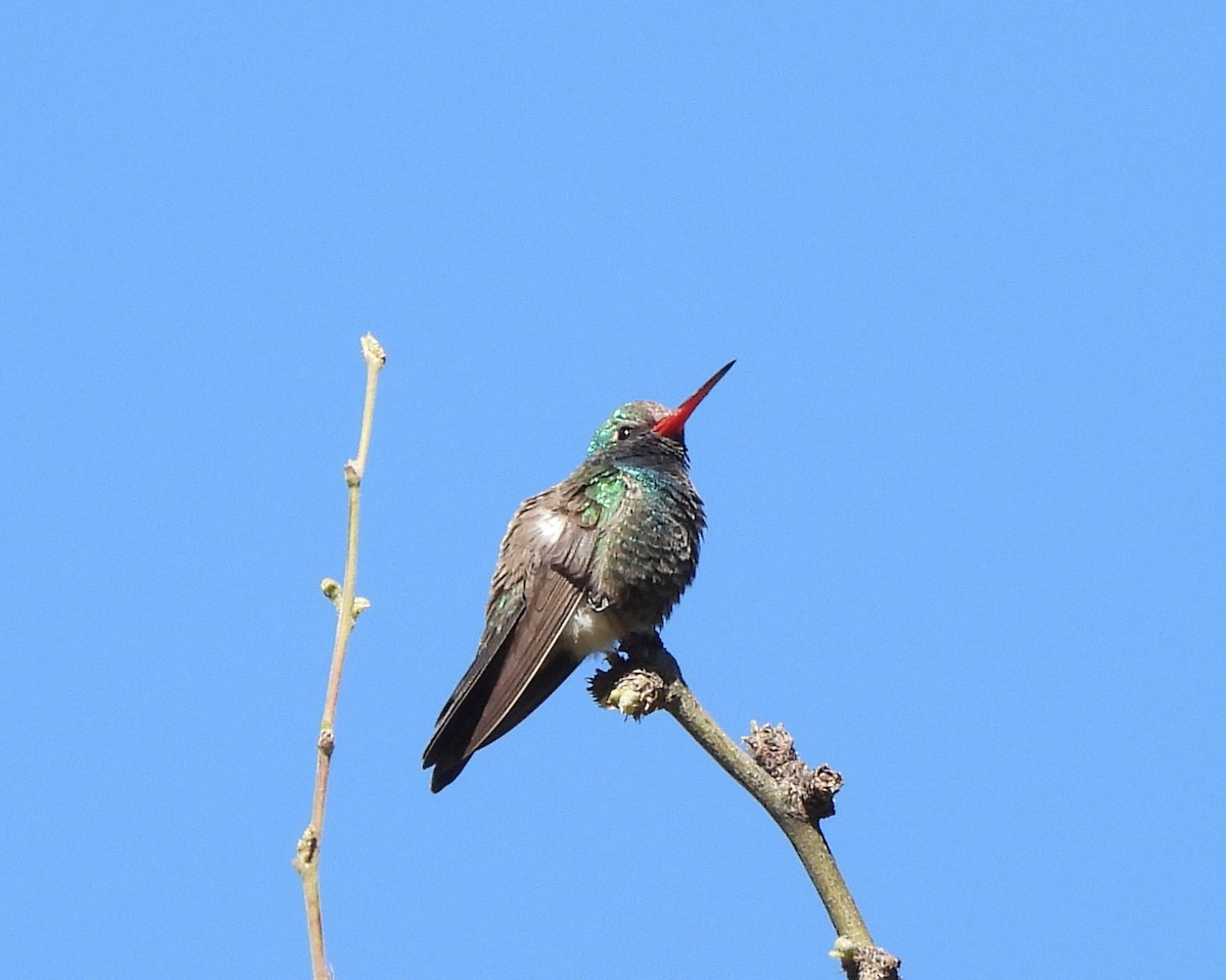Broad-billed Hummingbird - ML618383780