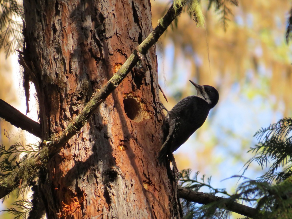 Black-backed Woodpecker - ML618383829