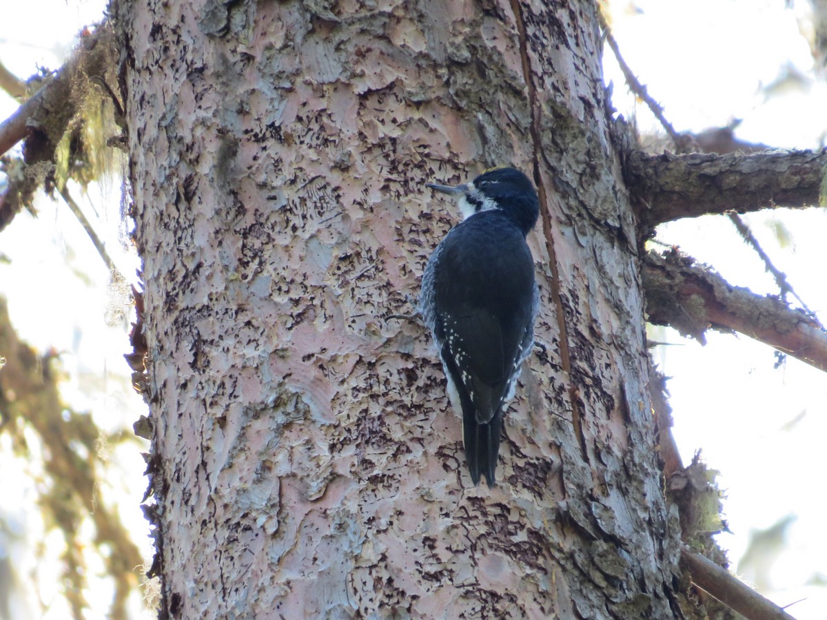 Black-backed Woodpecker - ML618383830