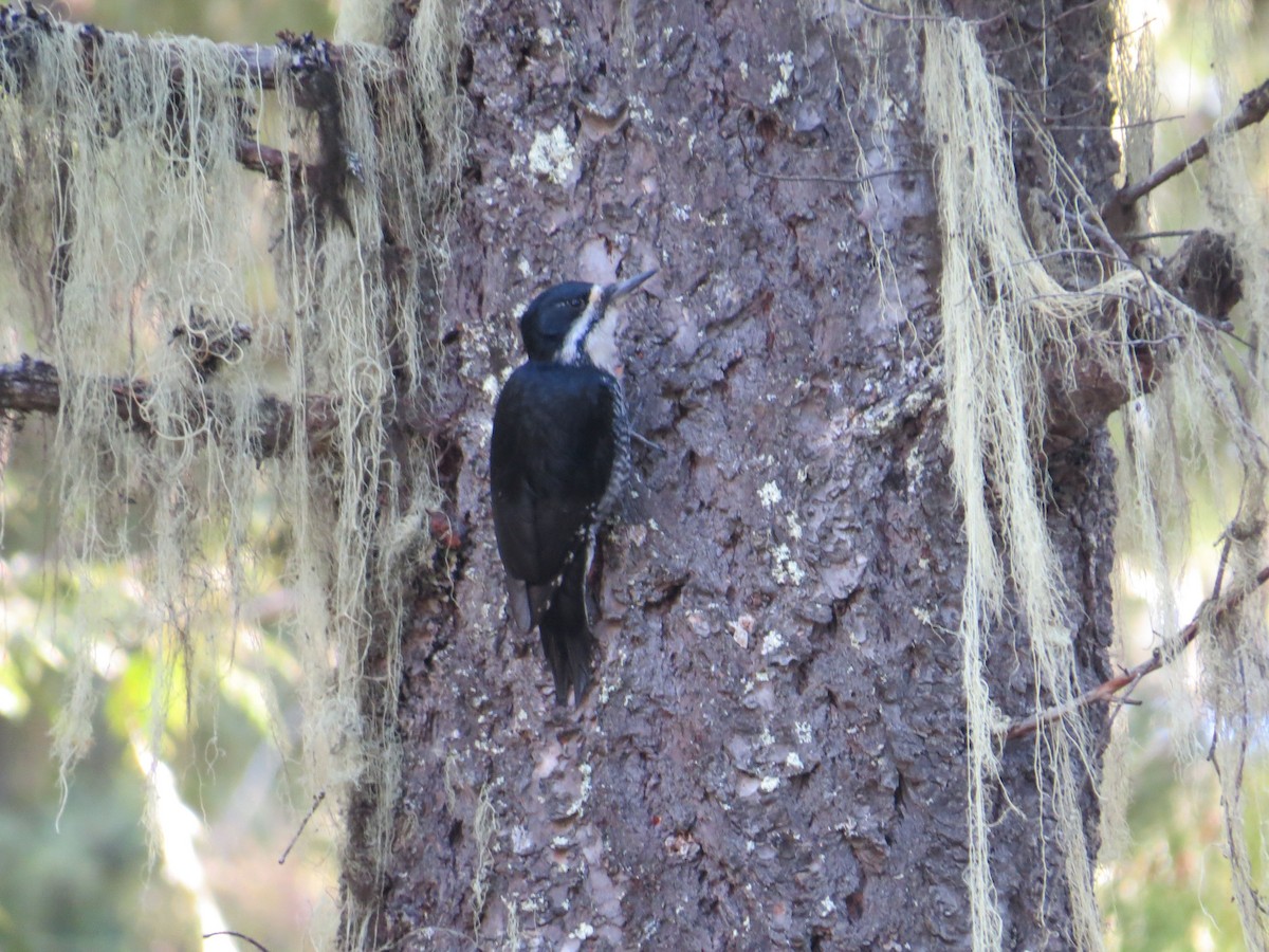 Black-backed Woodpecker - ML618383831