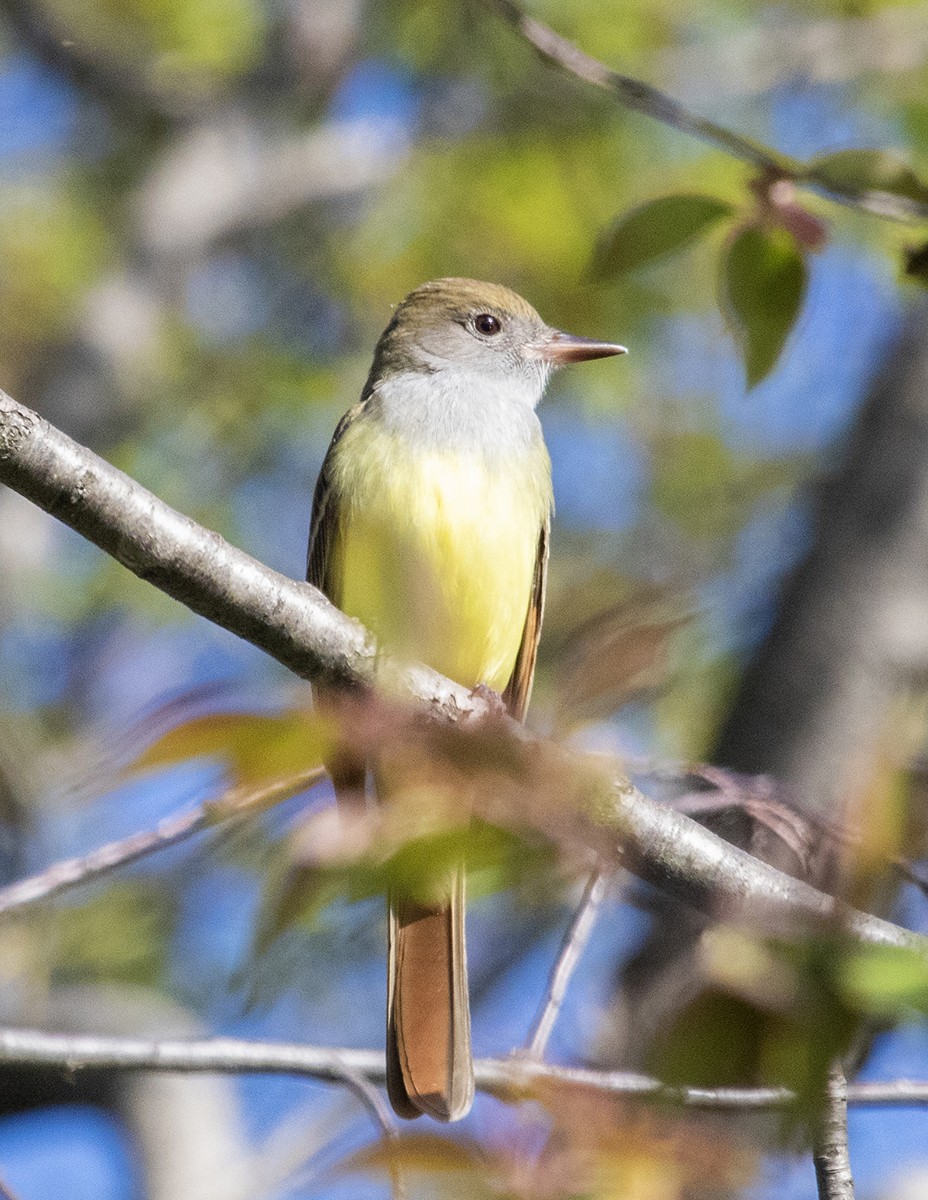 Great Crested Flycatcher - ML618383901