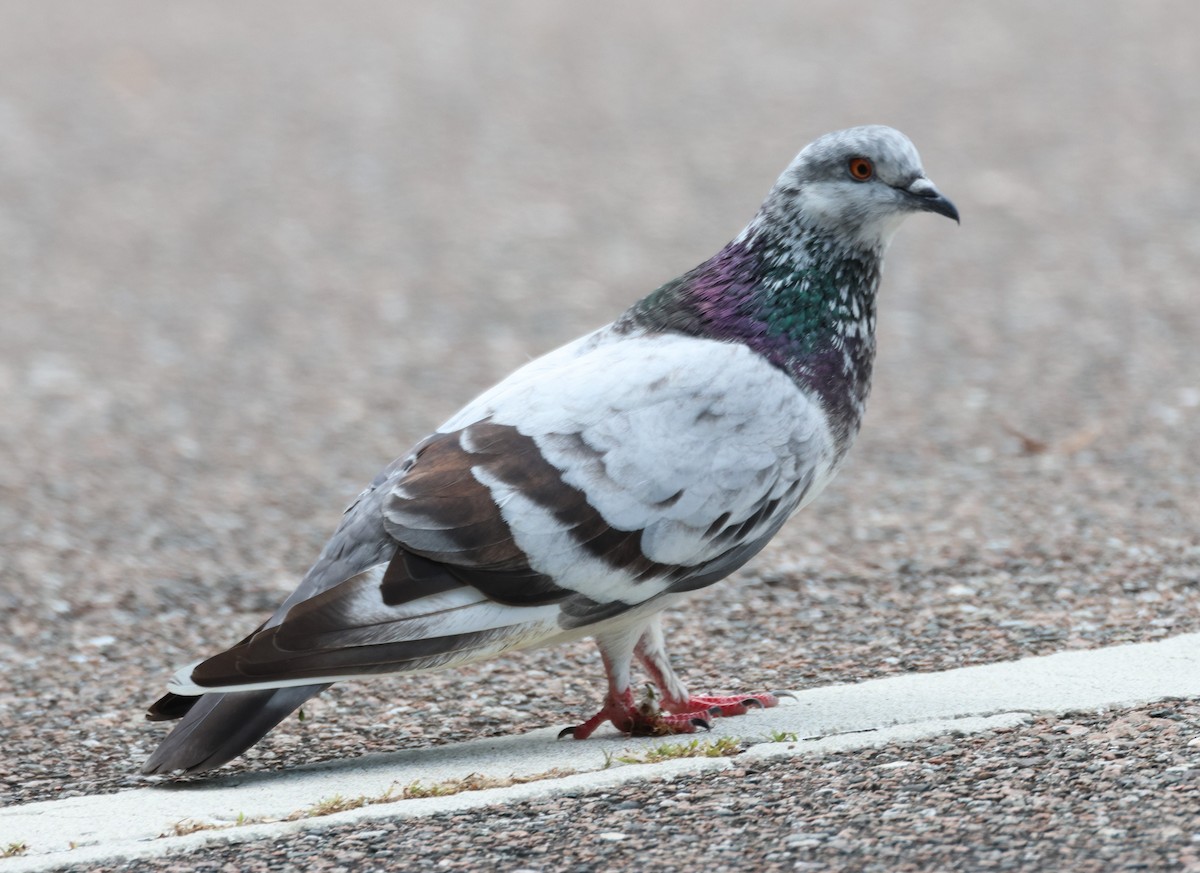 Rock Pigeon (Feral Pigeon) - ML618383929
