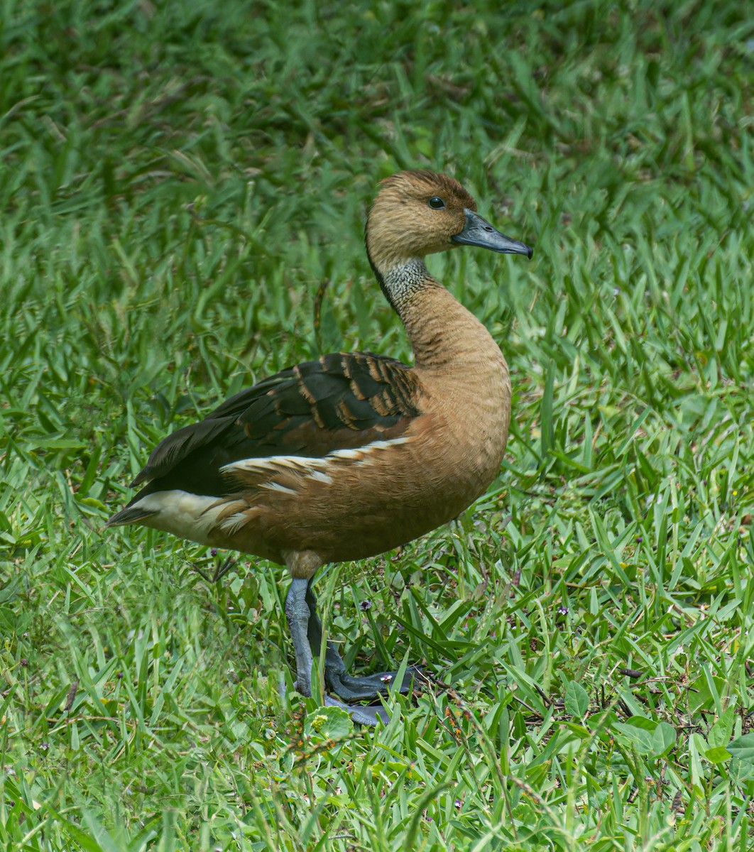 Fulvous Whistling-Duck - ML618383945