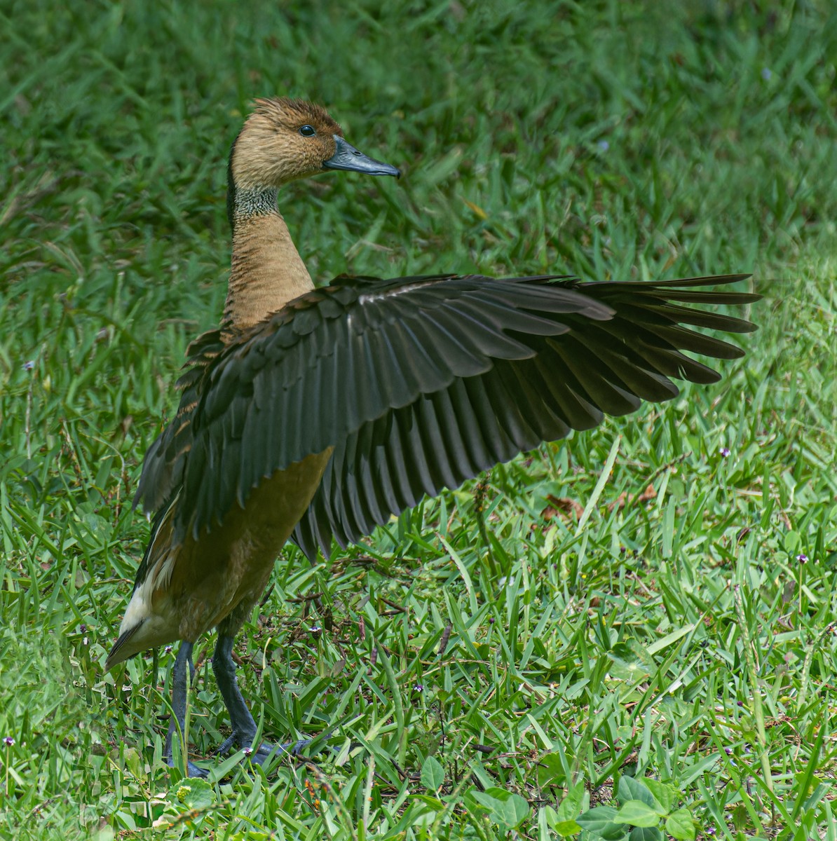 Fulvous Whistling-Duck - ML618383946