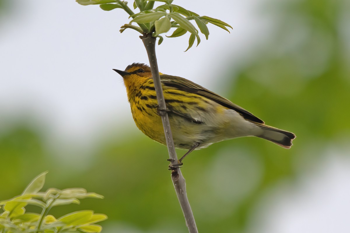 Cape May Warbler - ML618383976