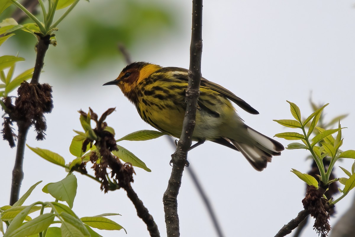 Cape May Warbler - ML618383977