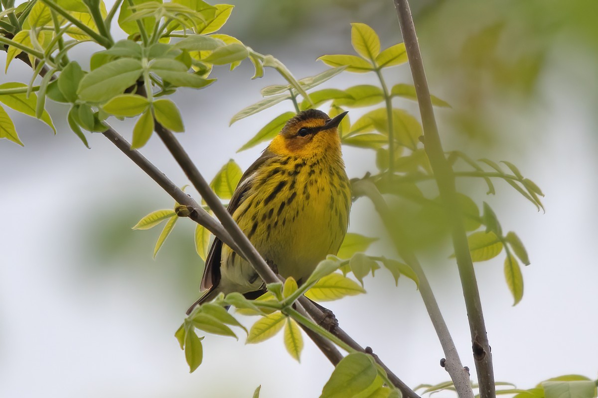 Cape May Warbler - ML618383978