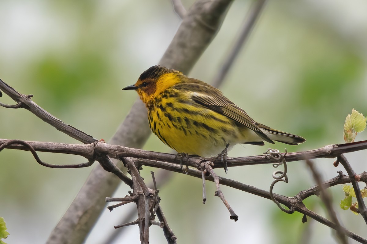 Cape May Warbler - ML618383979