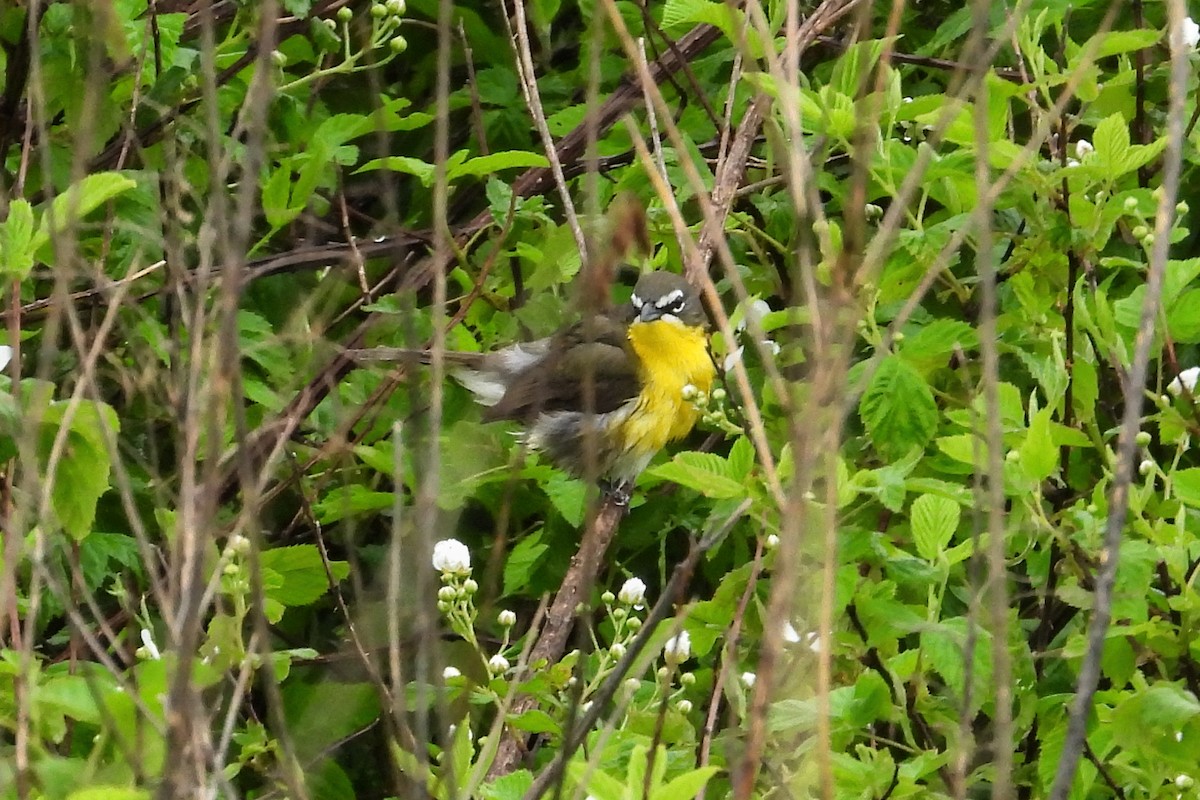 Yellow-breasted Chat - ML618383982