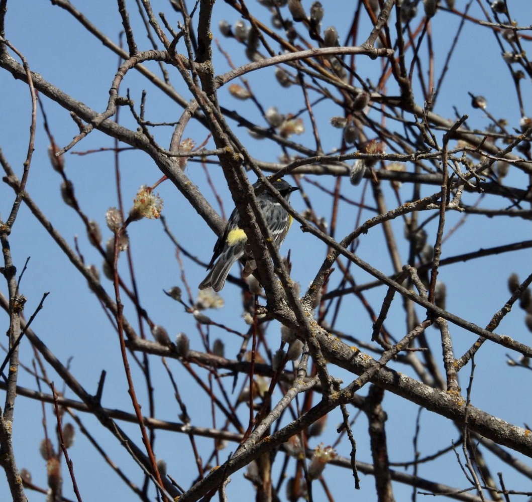 Yellow-rumped Warbler - ML618383999