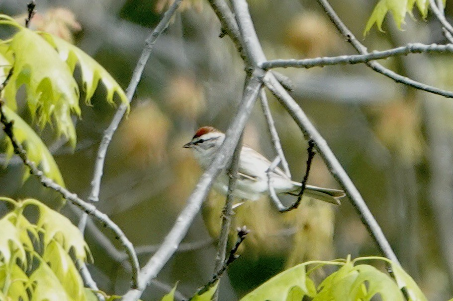 Chipping Sparrow - ML618384003