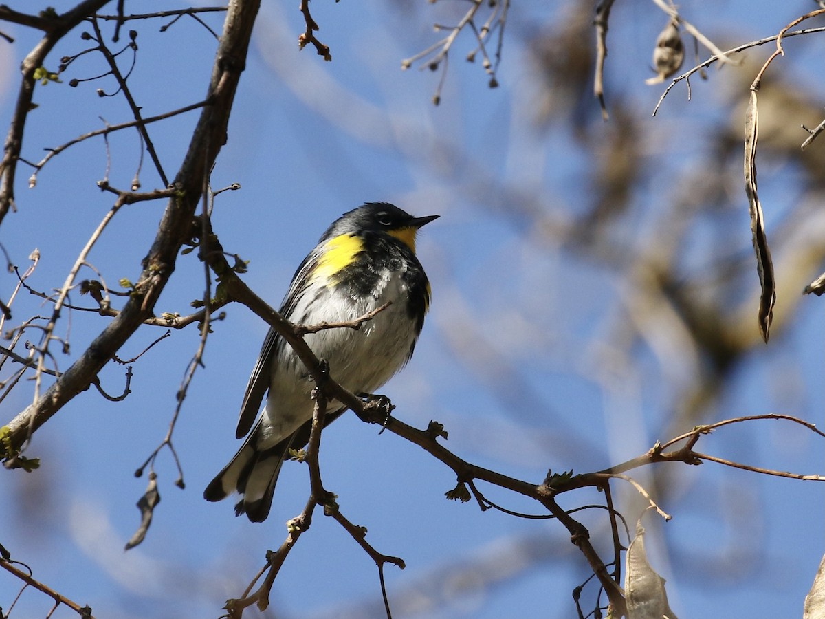 Yellow-rumped Warbler (Audubon's) - ML618384073