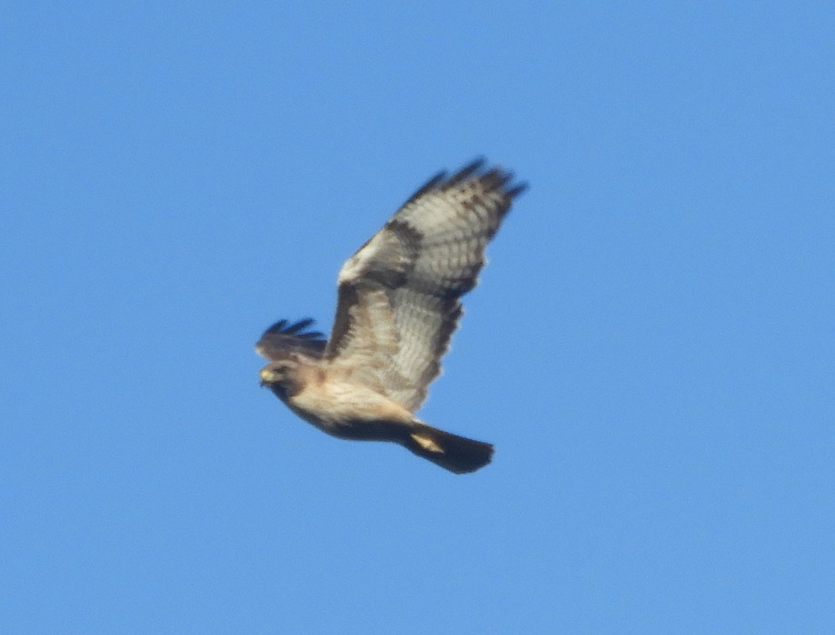 Red-tailed Hawk - ML618384080
