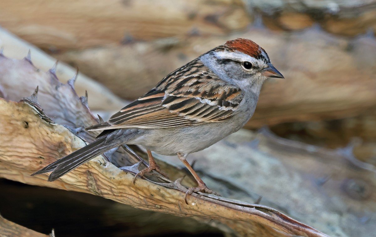 Chipping Sparrow - ML618384082