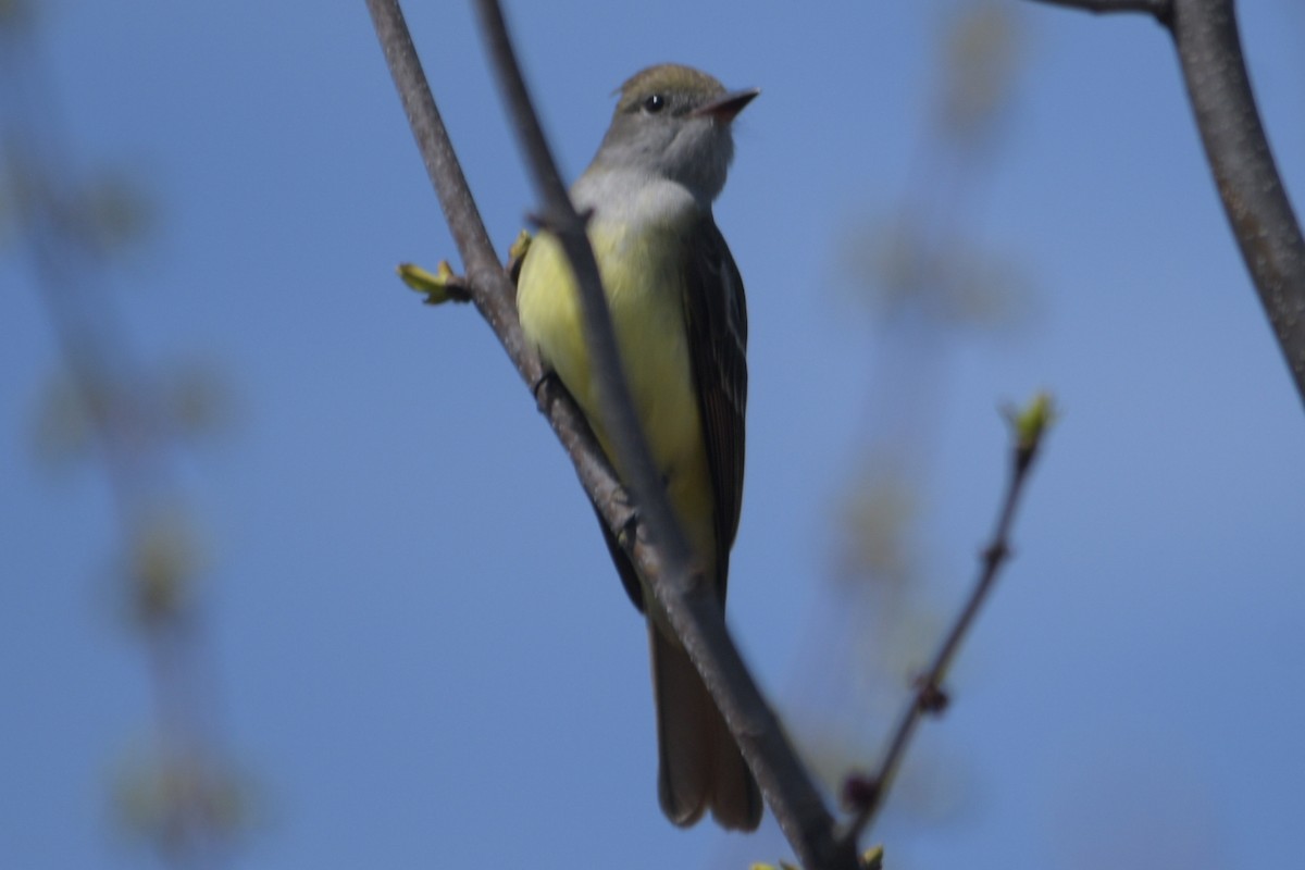 Great Crested Flycatcher - ML618384095