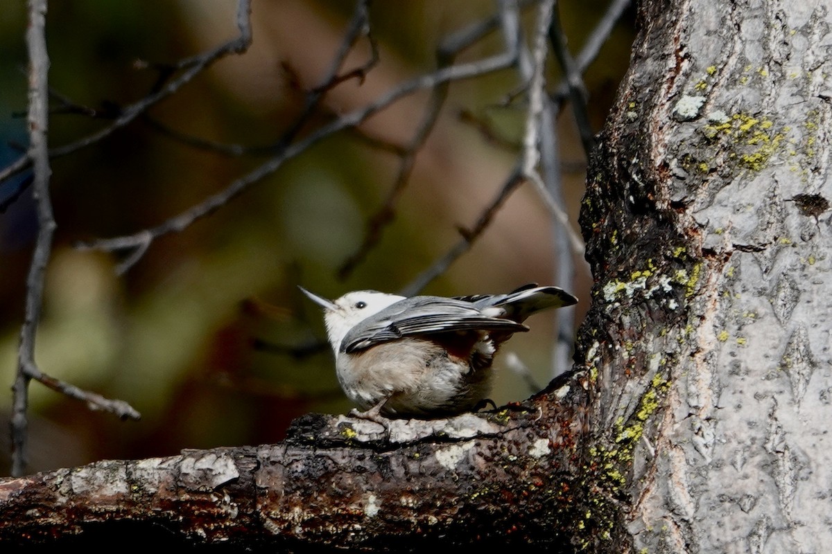 White-breasted Nuthatch - ML618384115
