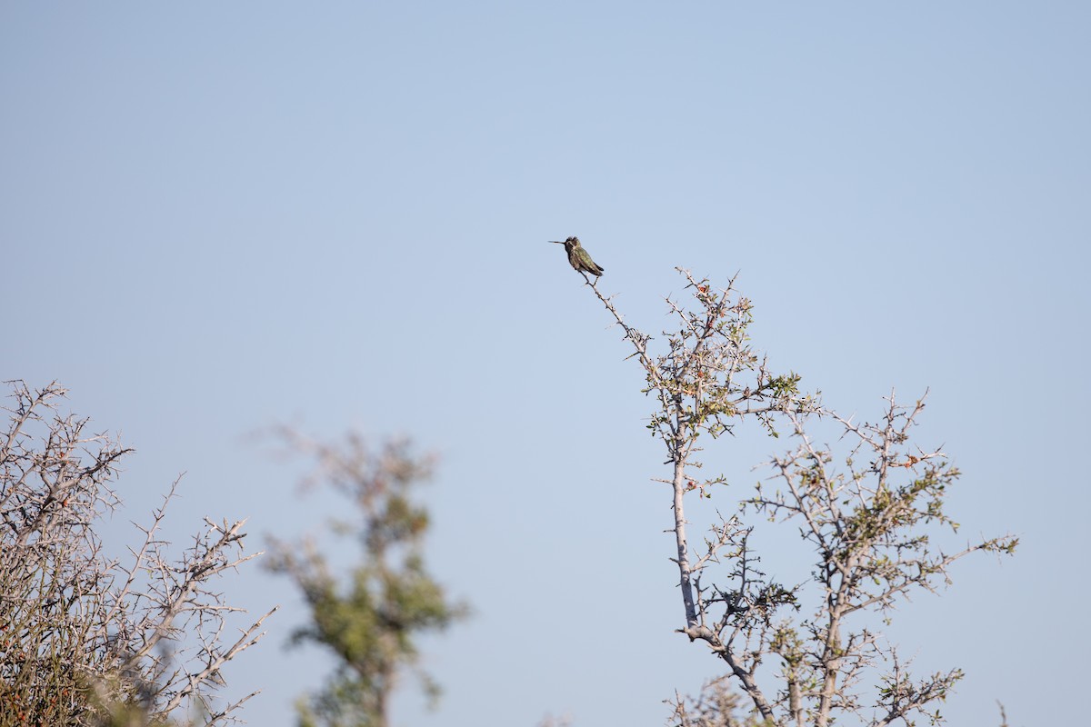 Costa's Hummingbird - ML618384119