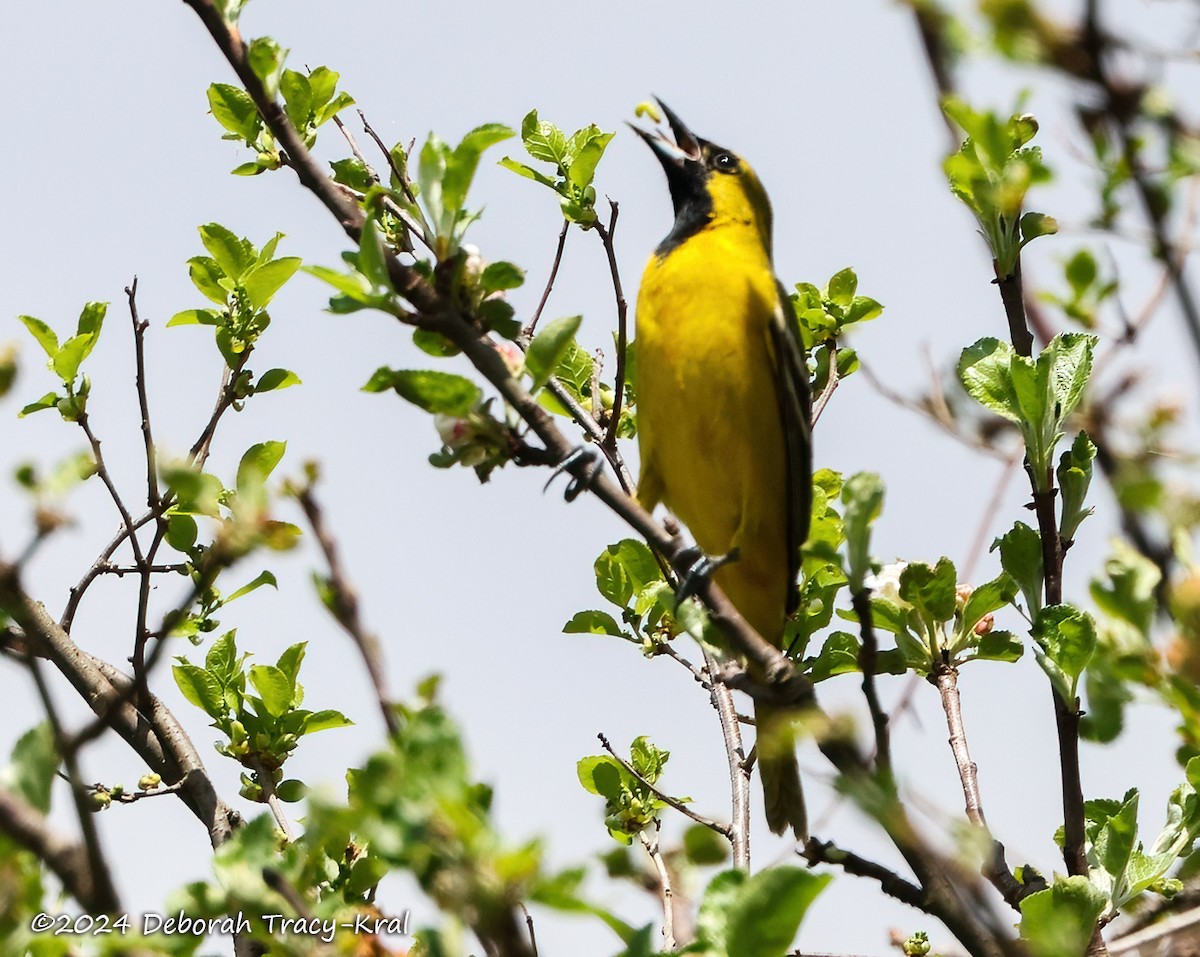 Orchard Oriole - ML618384163