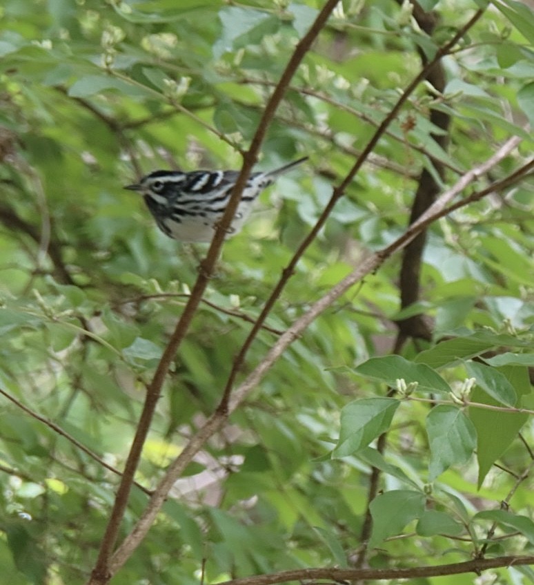 Black-and-white Warbler - ML618384214