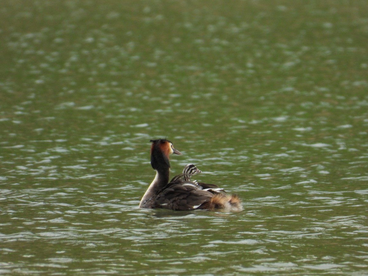 Great Crested Grebe - ML618384234