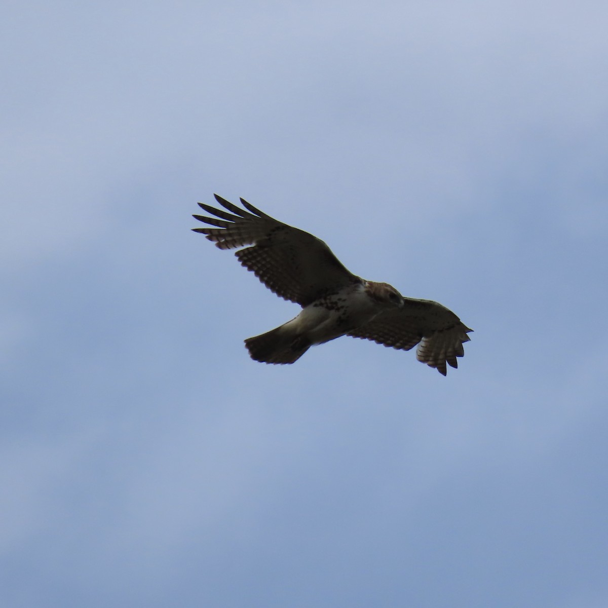 Red-tailed Hawk - ML618384240