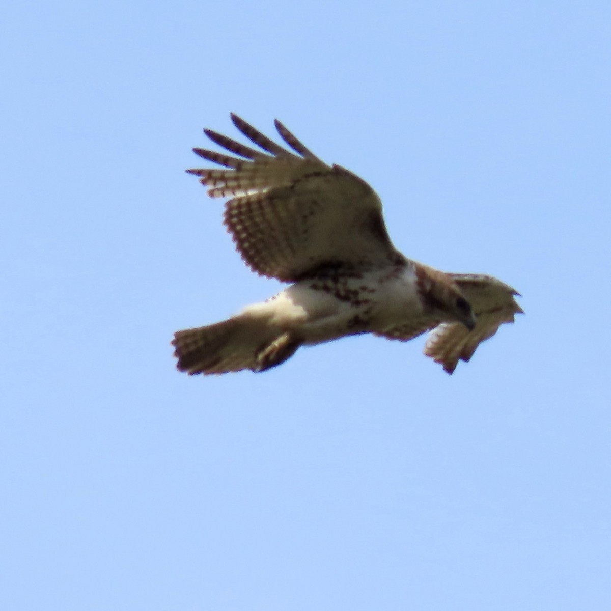 Red-tailed Hawk - Jocelyn K
