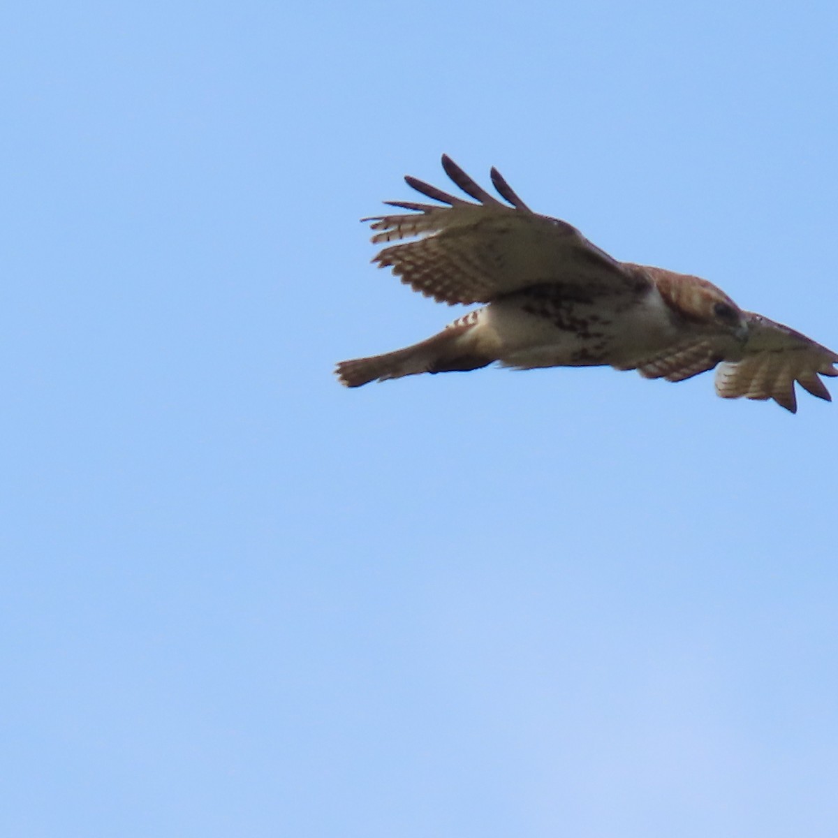 Red-tailed Hawk - ML618384242