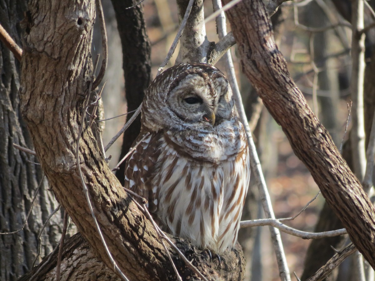Barred Owl - ML618384259