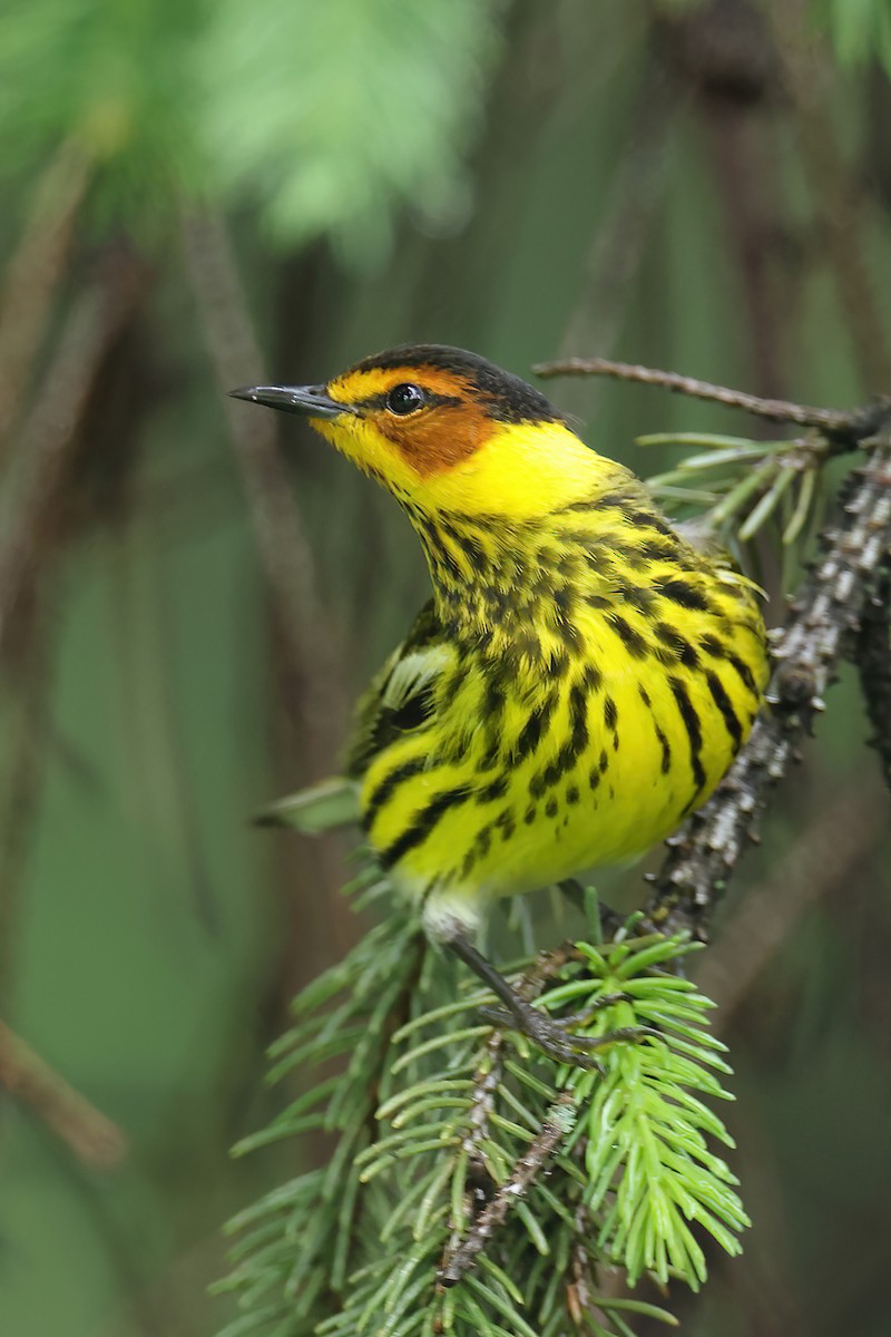 Cape May Warbler - ML618384260