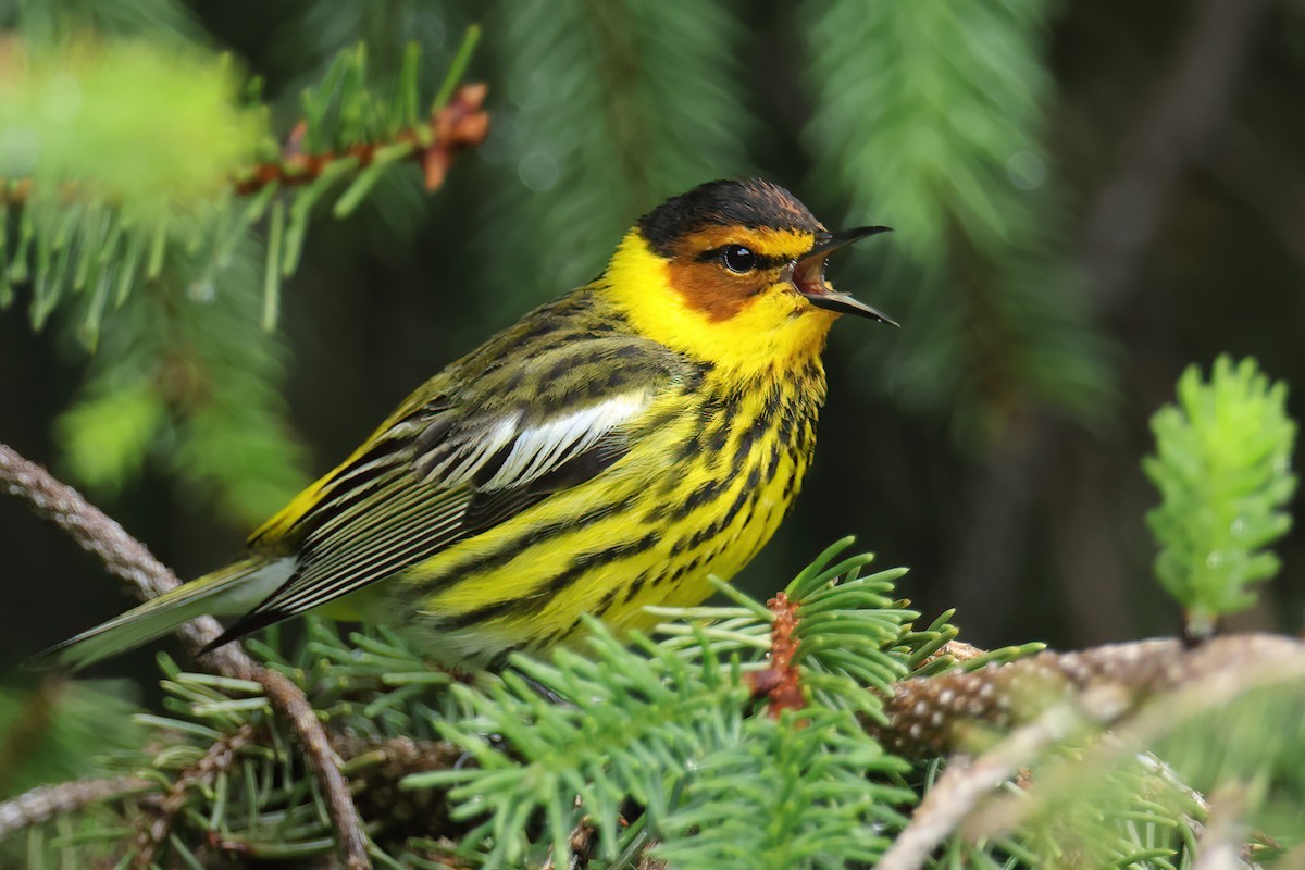 Cape May Warbler - ML618384261