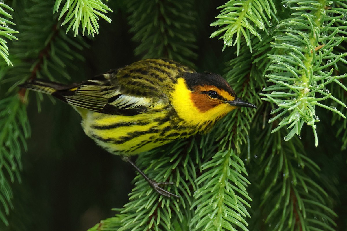 Cape May Warbler - ML618384262