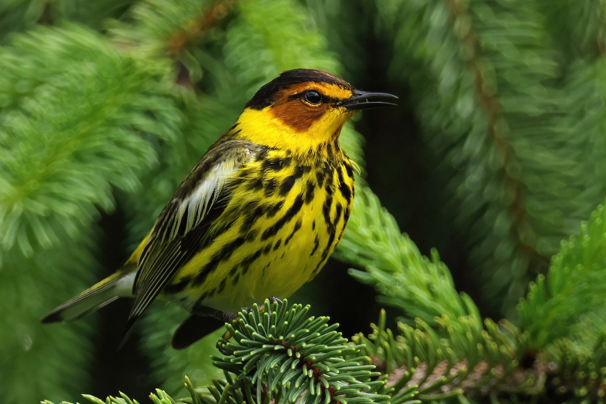 Cape May Warbler - ML618384264