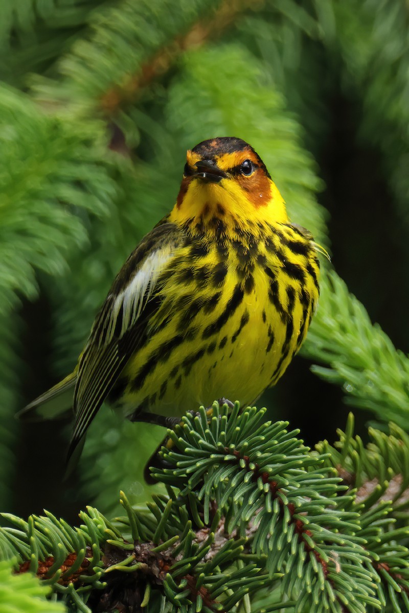 Cape May Warbler - ML618384266