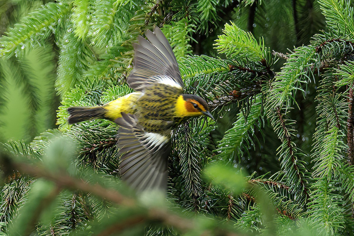 Cape May Warbler - ML618384267