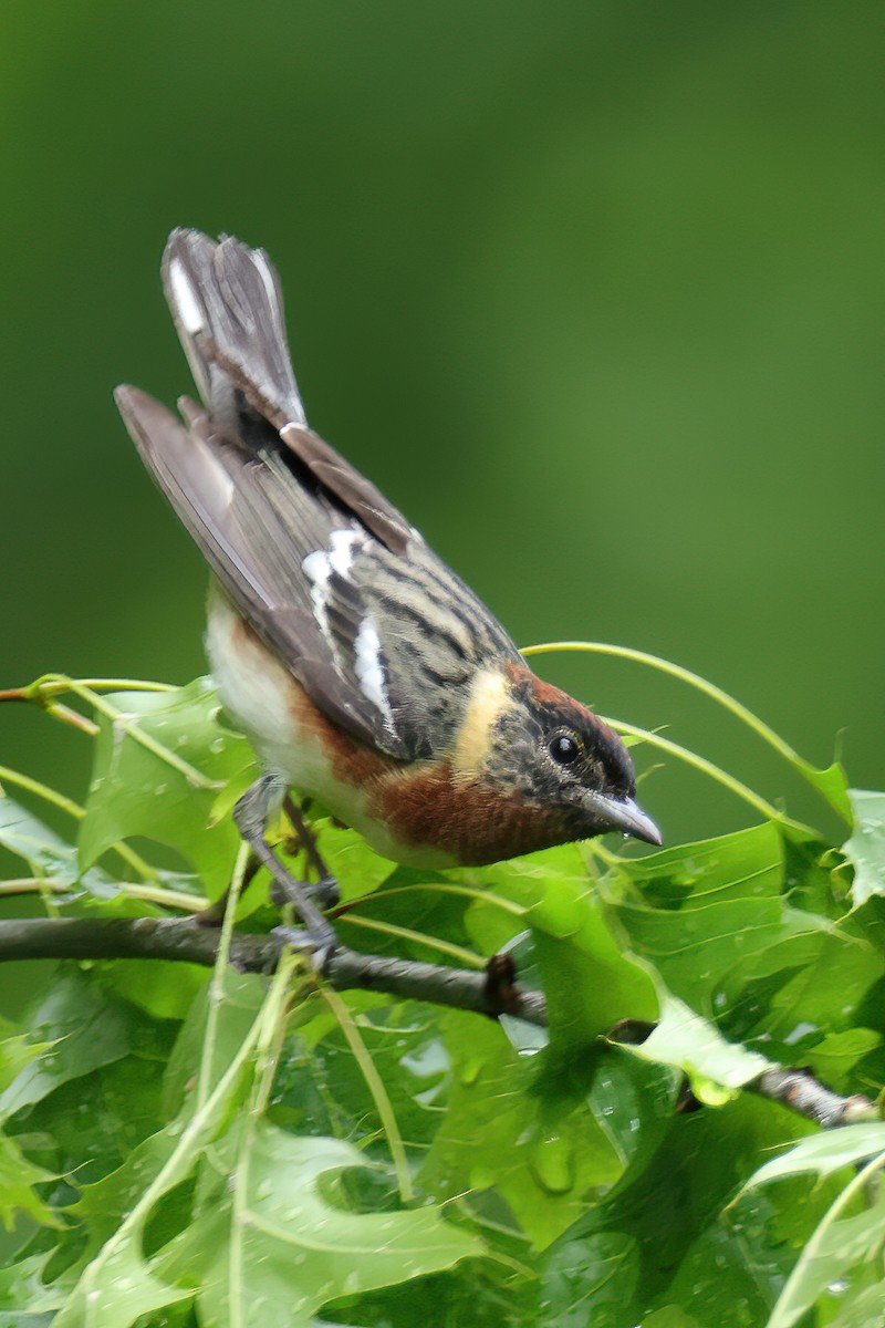 Bay-breasted Warbler - ML618384277