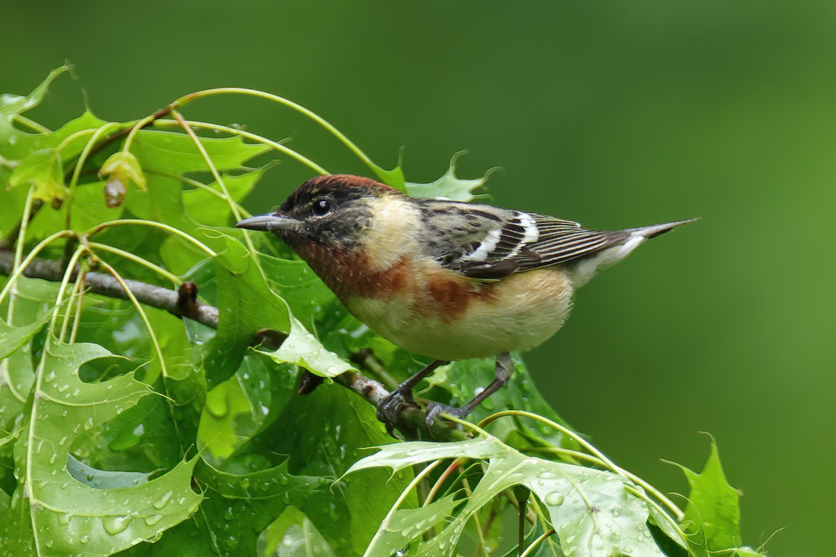 Bay-breasted Warbler - ML618384278