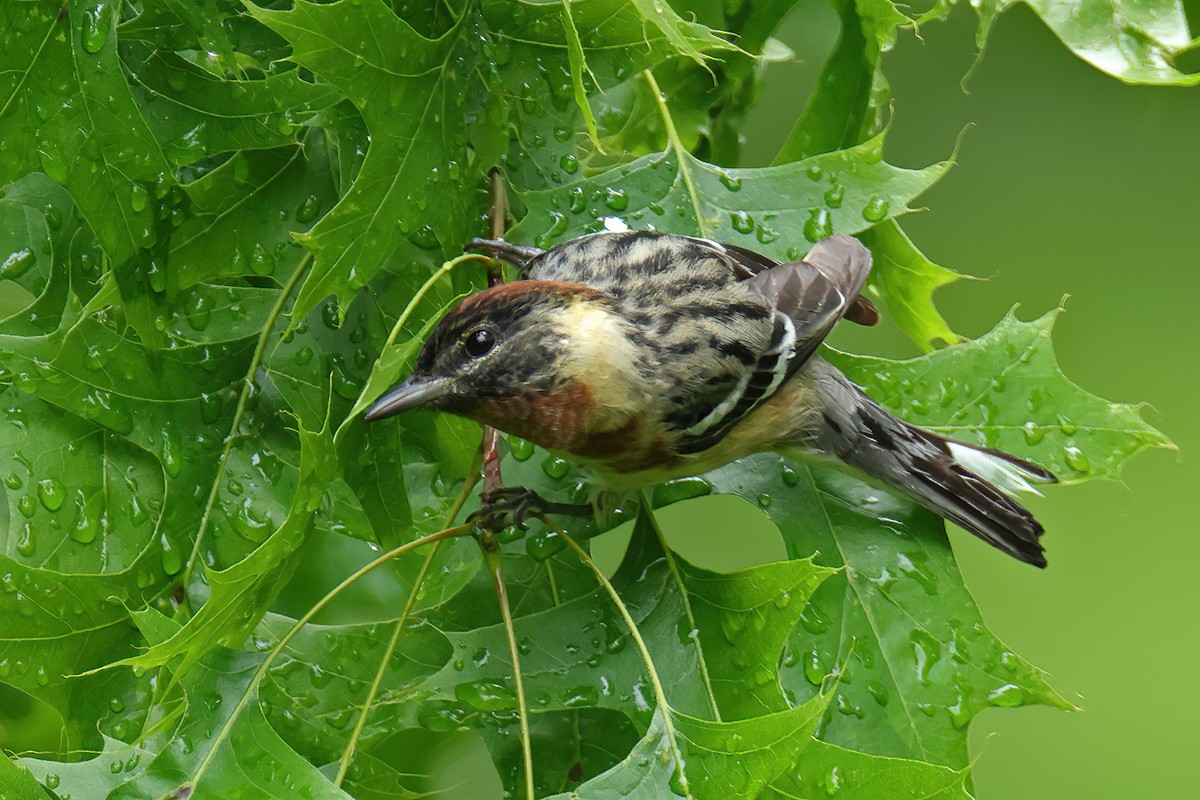Bay-breasted Warbler - ML618384279