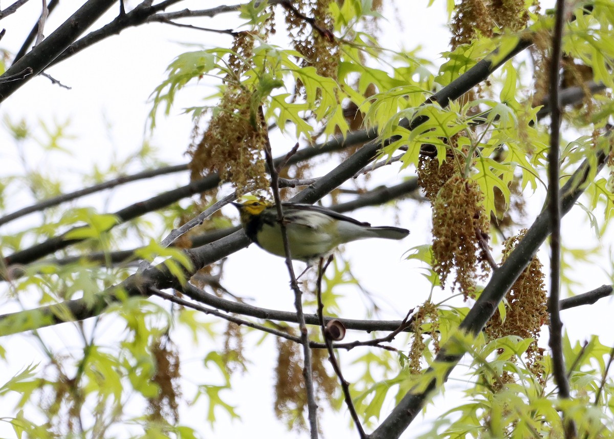 Black-throated Green Warbler - Bruce Arnold