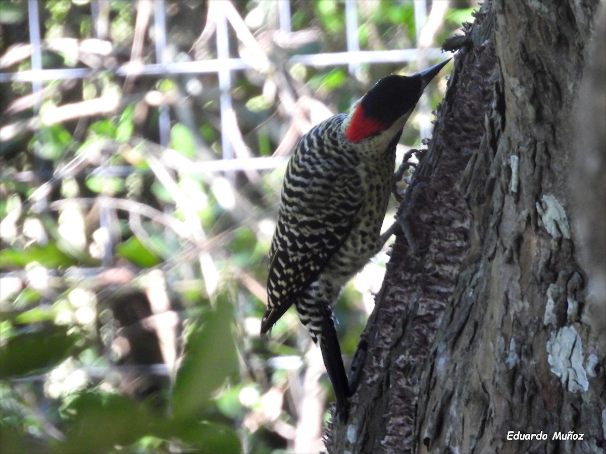 Green-barred Woodpecker - ML618384340