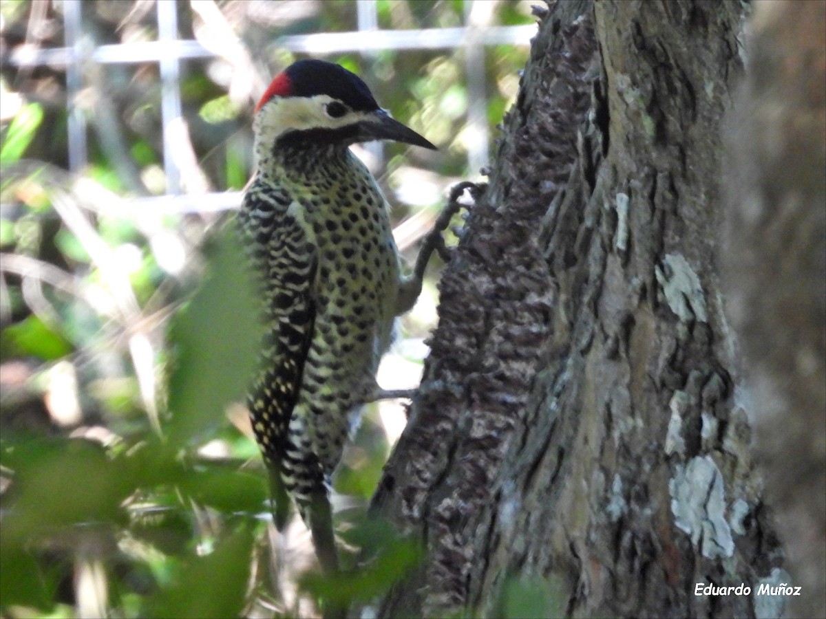 Green-barred Woodpecker - ML618384341