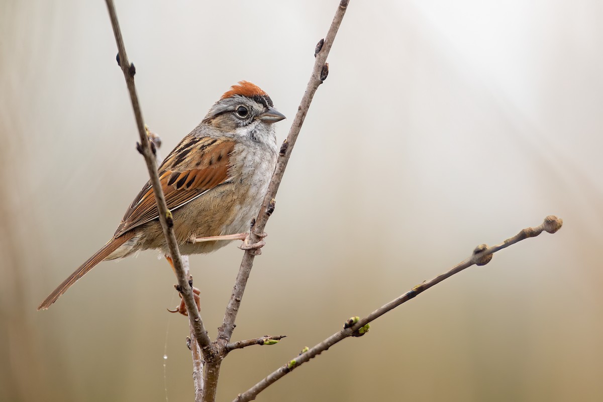 Swamp Sparrow - ML618384344