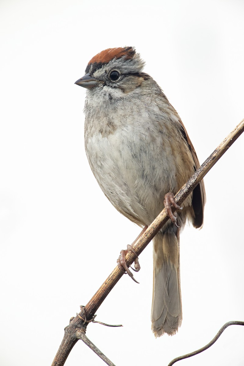 Swamp Sparrow - ML618384346