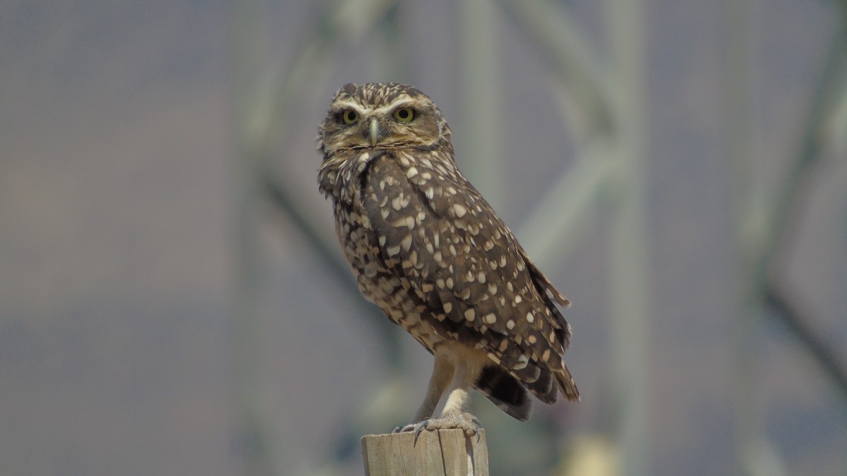 Burrowing Owl - ML618384367