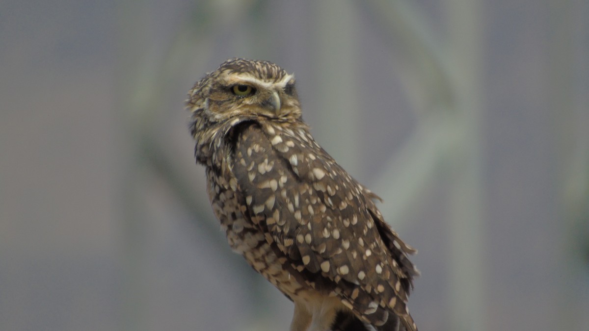 Burrowing Owl - ML618384369
