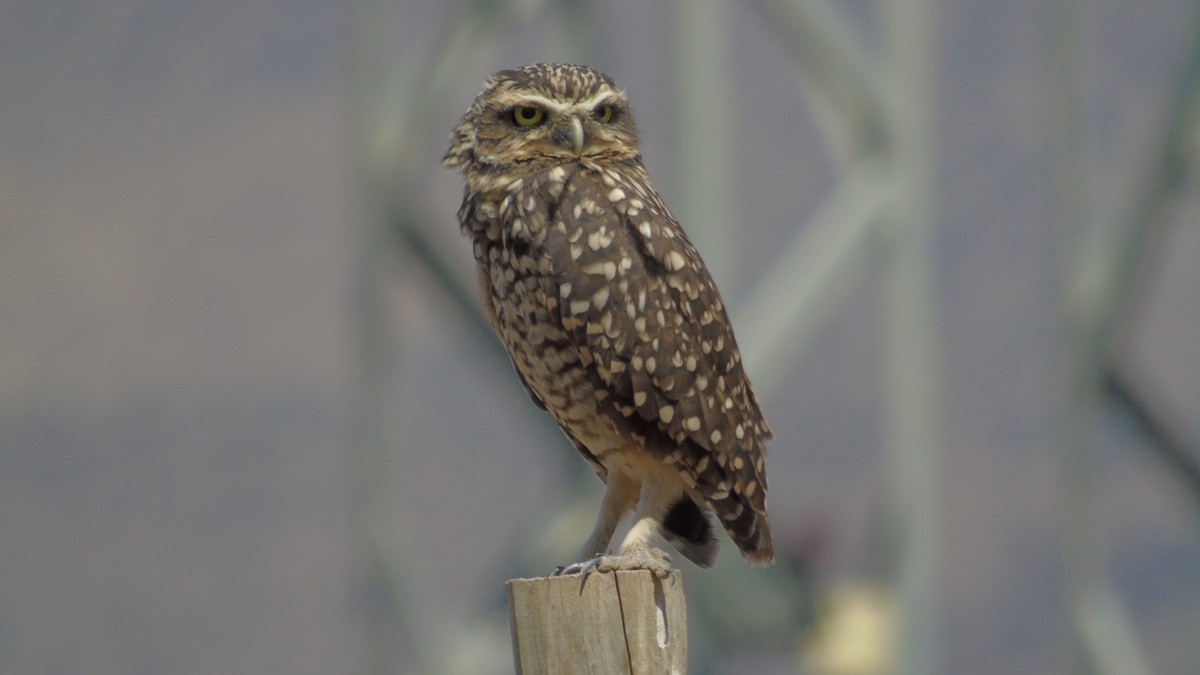 Burrowing Owl - ML618384370